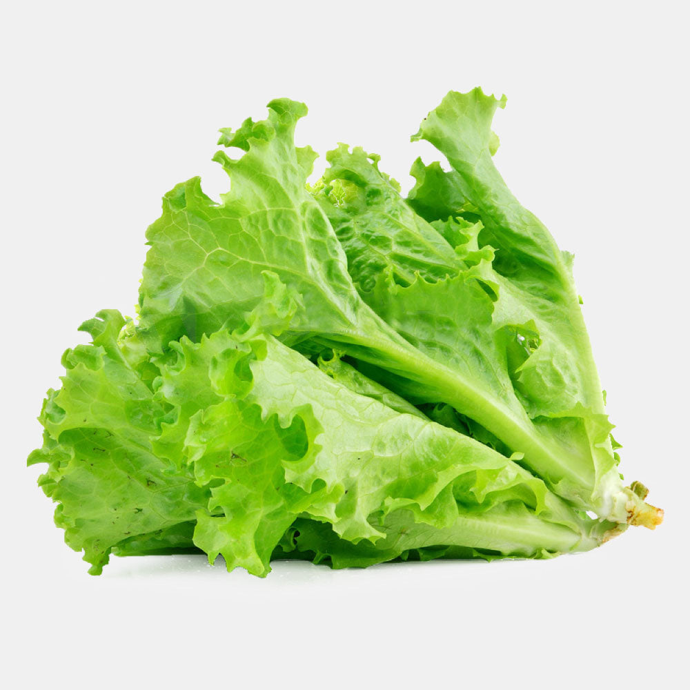 Lettuce vegetable